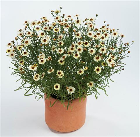 foto van een variëteit aan bloemen, te gebruiken als: Pot - en perkplant Coreopsis auriculata f. nana Highland Honey