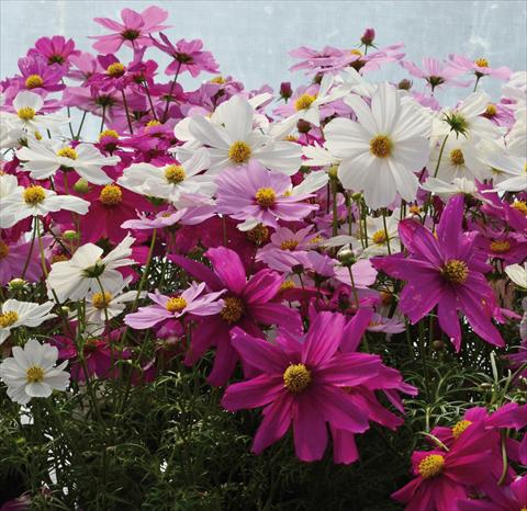 foto van een variëteit aan bloemen, te gebruiken als: Pot - en perkplant Cosmos bipinnatus Mix