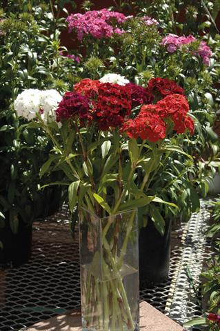 foto van een variëteit aan bloemen, te gebruiken als: Pot - en perkplant Dianthus barbatus Sweet mix