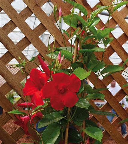 foto van een variëteit aan bloemen, te gebruiken als: Patioplant, potplant Dipladenia Sundaville® Cosmos Carmine Red