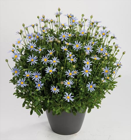 foto van een variëteit aan bloemen, te gebruiken als: Potplant, perkplant, patioplant Felicia amelloides Felicity Sky Blu