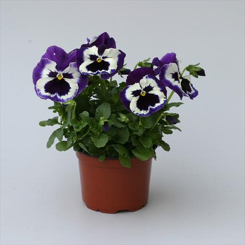 foto van een variëteit aan bloemen, te gebruiken als: Potplant, perkplant, patioplant Viola wittrockiana Magnum Purple Bicolour