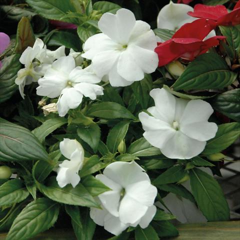 foto van een variëteit aan bloemen, te gebruiken als: Potplant, perkplant, patioplant, korfplant Impatiens N. Guinea Divine White