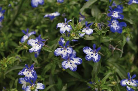 foto van een variëteit aan bloemen, te gebruiken als: Potplant, perkplant, patioplant, korfplant Lobelia California Blu Point