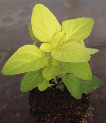 foto van een variëteit aan bloemen, te gebruiken als: Pot - en perkplant Origanum vulgare compatto aureo