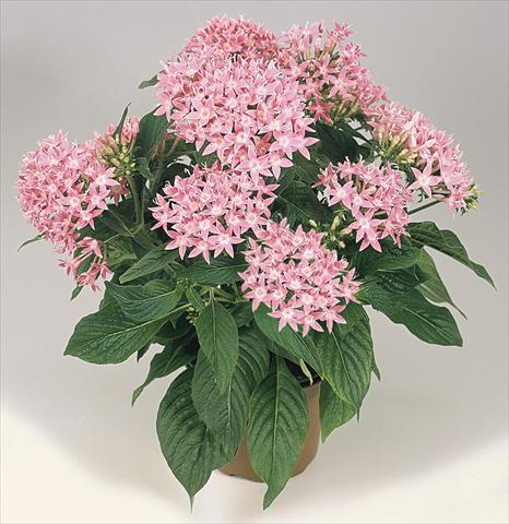 foto van een variëteit aan bloemen, te gebruiken als: Pot - en perkplant Pentas lanceolata Graffiti Pink