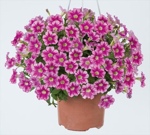foto van een variëteit aan bloemen, te gebruiken als: Potplant, perkplant, patioplant, korfplant Petunia x hybrida Marvel Beauty Cranberry
