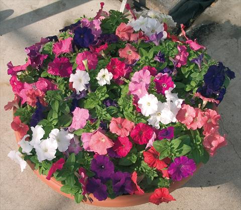 foto van een variëteit aan bloemen, te gebruiken als: Pot - en perkplant Petunia multiflora Compatta XL Mix