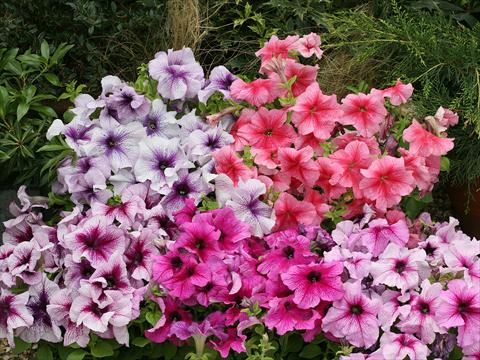 foto van een variëteit aan bloemen, te gebruiken als: Korf / Pot Petunia x hybrida Prism miscuglio