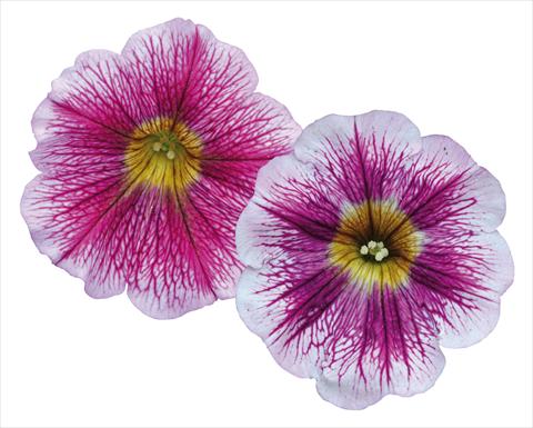 foto van een variëteit aan bloemen, te gebruiken als: Potplant, perkplant, patioplant, korfplant Petunia pendula Great Beauty Mix