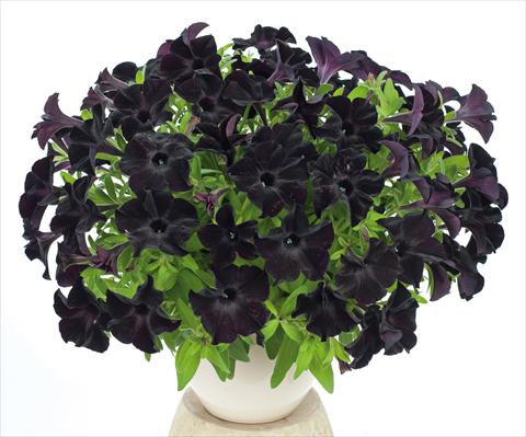 foto van een variëteit aan bloemen, te gebruiken als: Potplant, perkplant, patioplant, korfplant Petunia pendula Ray Black