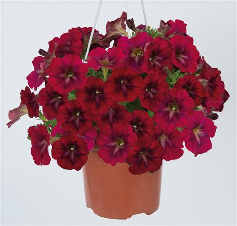 foto van een variëteit aan bloemen, te gebruiken als: Potplant, perkplant, patioplant, korfplant Petunia pendula Ray Bordeaux