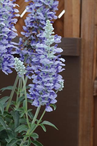 foto van een variëteit aan bloemen, te gebruiken als: Perkplant / Borders Salvia farinacea Sallyfun Sky Blu