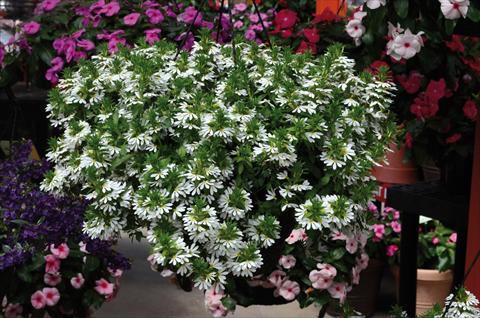 foto van een variëteit aan bloemen, te gebruiken als: Potplant, patioplant, korfplant Scaevola aemula bianca
