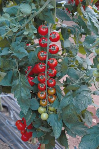 foto van een variëteit aan bloemen, te gebruiken als: Potplant, perkplant, patioplant Solanum lycopersicum (pomodoro) Ciliegia rosso rubino