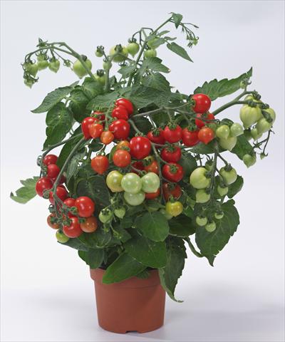 foto van een variëteit aan bloemen, te gebruiken als: Potplant, perkplant, patioplant Solanum lycopersicum (pomodoro) Cuoricino