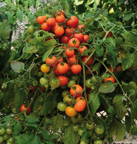 foto van een variëteit aan bloemen, te gebruiken als: Potplant, perkplant, patioplant Solanum lycopersicum (pomodoro) Red Profusion