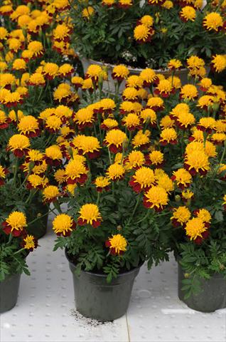 foto van een variëteit aan bloemen, te gebruiken als: Perkplant / Borders Tagetes patula Solino giallo corona bronzo