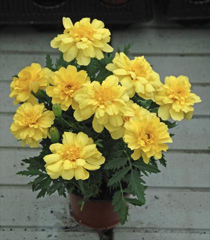 foto van een variëteit aan bloemen, te gebruiken als: Perkplant / Borders Tagetes patula Vaniglia