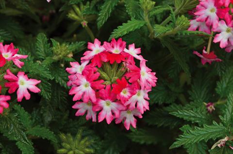 foto van een variëteit aan bloemen, te gebruiken als: Potplant, patioplant, korfplant Verbena Hurricane Hot Pink