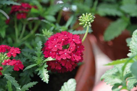 foto van een variëteit aan bloemen, te gebruiken als: Potplant, patioplant, korfplant Verbena Vepita Dark Red