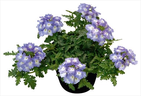 foto van een variëteit aan bloemen, te gebruiken als: Potplant, patioplant, korfplant Verbena Vepita Lavender White
