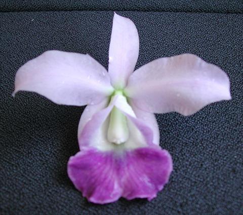 foto van een variëteit aan bloemen, te gebruiken als: Pot Cattleya Lc Memoria Hideyuki Goto