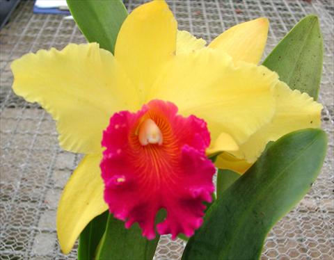 foto van een variëteit aan bloemen, te gebruiken als: Pot Cattleya Yellow Ruby