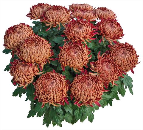 foto van een variëteit aan bloemen, te gebruiken als: Pot - en perkplant Chrysanthemum Dakota Rouge