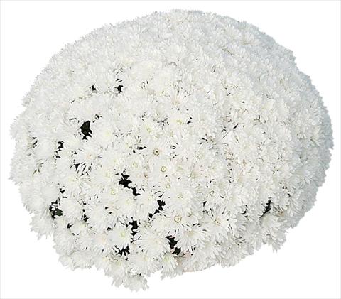 foto van een variëteit aan bloemen, te gebruiken als: Pot - en perkplant Chrysanthemum Frigo Blanc