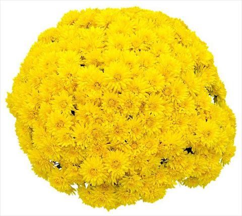 foto van een variëteit aan bloemen, te gebruiken als: Pot - en perkplant Chrysanthemum Goldor Jaune