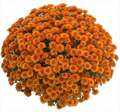 foto van een variëteit aan bloemen, te gebruiken als: Pot - en perkplant Chrysanthemum Gringo Orange