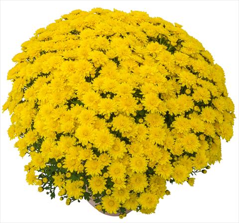 foto van een variëteit aan bloemen, te gebruiken als: Pot - en perkplant Chrysanthemum Lingo Jaune