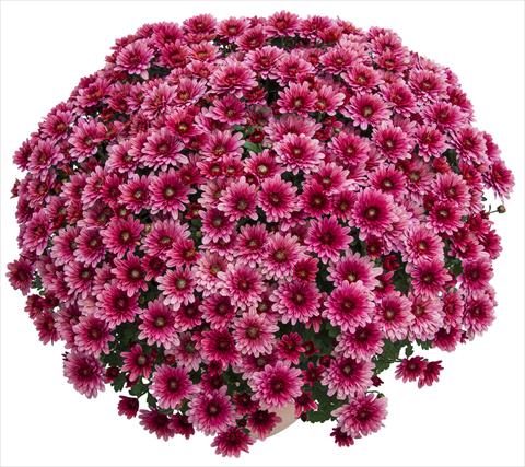 foto van een variëteit aan bloemen, te gebruiken als: Pot - en perkplant Chrysanthemum Sultan Cerise