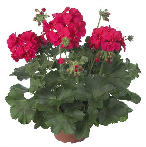foto van een variëteit aan bloemen, te gebruiken als: Patioplant, potplant Pelargonium interspecifico Dixieland Dark Pink