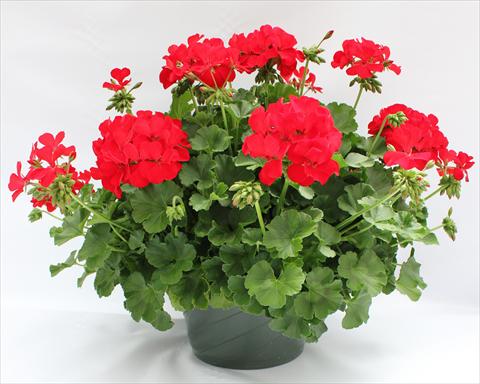 foto van een variëteit aan bloemen, te gebruiken als: Patioplant, potplant Pelargonium interspecifico Dixieland Dark Red