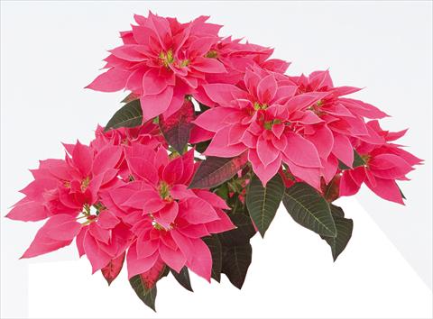 foto van een variëteit aan bloemen, te gebruiken als: Pot Poinsettia - Euphorbia pulcherrima Luv U Pink