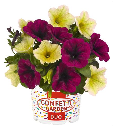foto van een variëteit aan bloemen, te gebruiken als: Potplant, perkplant, patioplant 2 Combo RED FOX Confetti Garden Duo Banana Shake