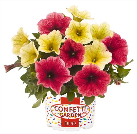 foto van een variëteit aan bloemen, te gebruiken als: Potplant, perkplant, patioplant 2 Combo RED FOX Confetti Garden Duo Banana Split