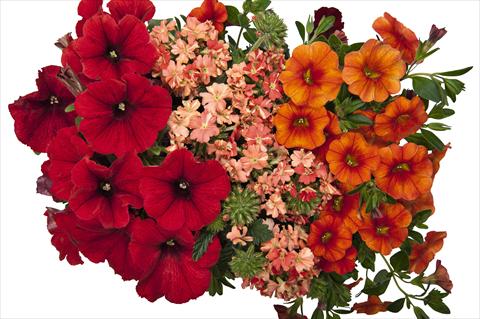 foto van een variëteit aan bloemen, te gebruiken als: Potplant, perkplant, patioplant 3 Combo RED FOX Confetti Garden Bel Air Red