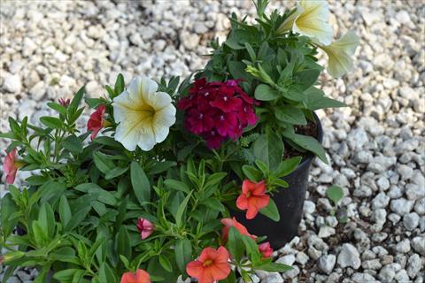 foto van een variëteit aan bloemen, te gebruiken als: Potplant, perkplant, patioplant 3 Combo RED FOX Confetti Garden Crunch and Munch