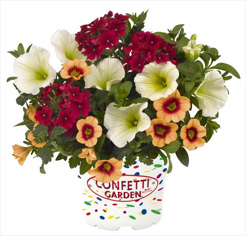 foto van een variëteit aan bloemen, te gebruiken als: Potplant, perkplant, patioplant 3 Combo RED FOX Confetti Garden Hula Kula