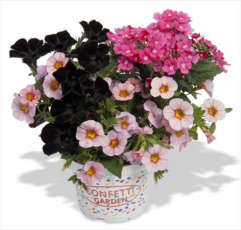 foto van een variëteit aan bloemen, te gebruiken als: Potplant, perkplant, patioplant 3 Combo RED FOX Confetti Garden Pirates Beauty