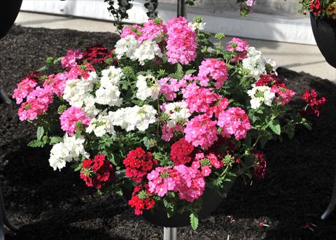 foto van een variëteit aan bloemen, te gebruiken als: Potplant, perkplant, patioplant 3 Combo RED FOX Confetti Garden Royal Highness