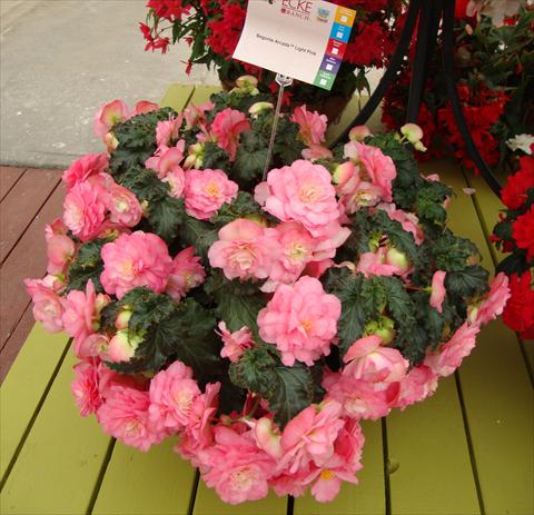 foto van een variëteit aan bloemen, te gebruiken als: Potplant, perkplant, patioplant, korfplant Begonia tuberhybrida RED FOX Arcada Light Pink