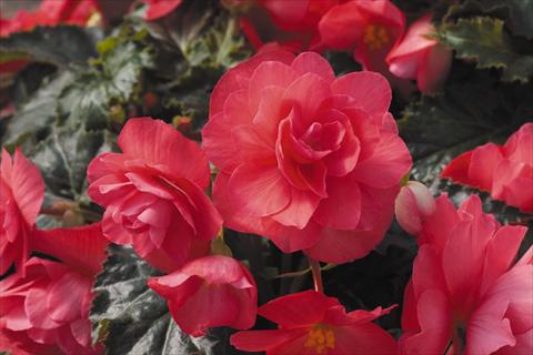 foto van een variëteit aan bloemen, te gebruiken als: Potplant, perkplant, patioplant, korfplant Begonia tuberhybrida RED FOX Arcada Pink