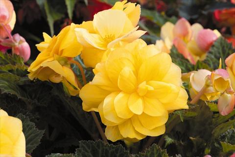 foto van een variëteit aan bloemen, te gebruiken als: Potplant, perkplant, patioplant, korfplant Begonia tuberhybrida RED FOX Arcada Yellow