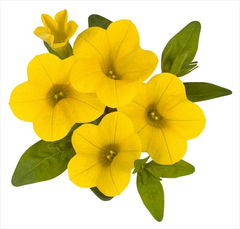 foto van een variëteit aan bloemen, te gebruiken als: Potplant, perkplant, patioplant, korfplant Calibrachoa RED FOX Aloha® Canary Yellow 2014