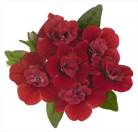 foto van een variëteit aan bloemen, te gebruiken als: Potplant, perkplant, patioplant, korfplant Calibrachoa RED FOX Aloha® Double Candy Apple Red