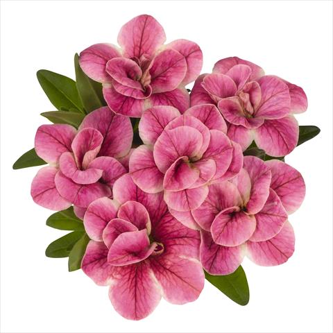 foto van een variëteit aan bloemen, te gebruiken als: Potplant, perkplant, patioplant, korfplant Calibrachoa RED FOX Aloha® Double Pink Star